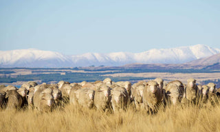 Which Is Better: Wool Or Merino Wool?: